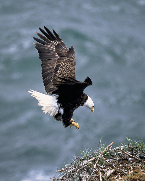 A bald eagle landing on a nest
