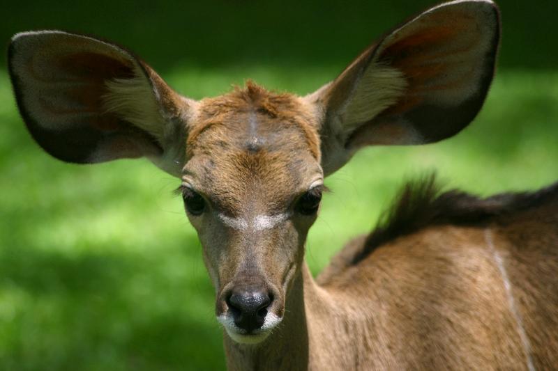 Young kudu (deer) with big ears.