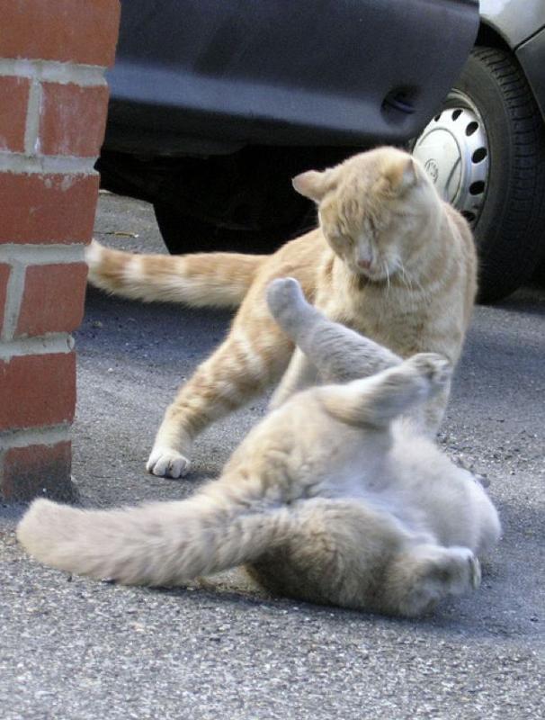 Two cats fighting.