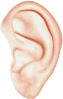 A human ear.